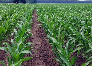 Nawożenie dolistne kukurydzy 