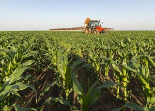 Odżywianie kukurydzy - co powinna zawierać odżywka do kukurydzy?