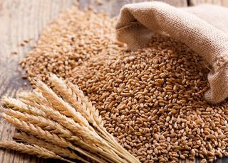 Odżywka na pszenicę – jaką wybrać? 
